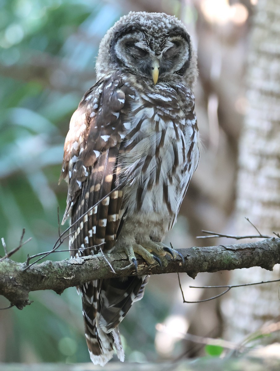 Barred Owl - ML619579005