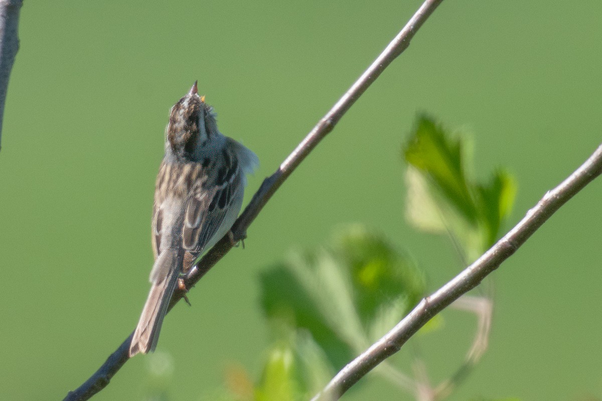 Clay-colored Sparrow - ML619579015