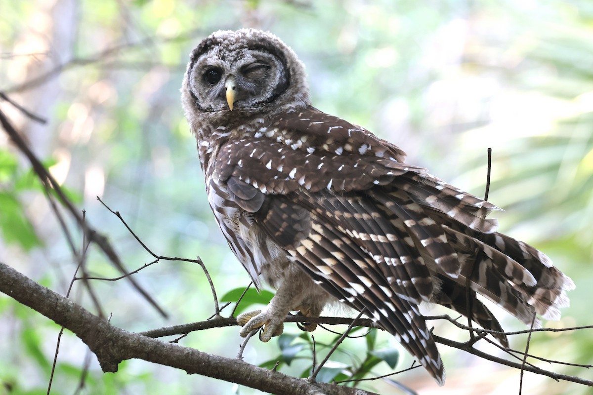 Barred Owl - ML619579020