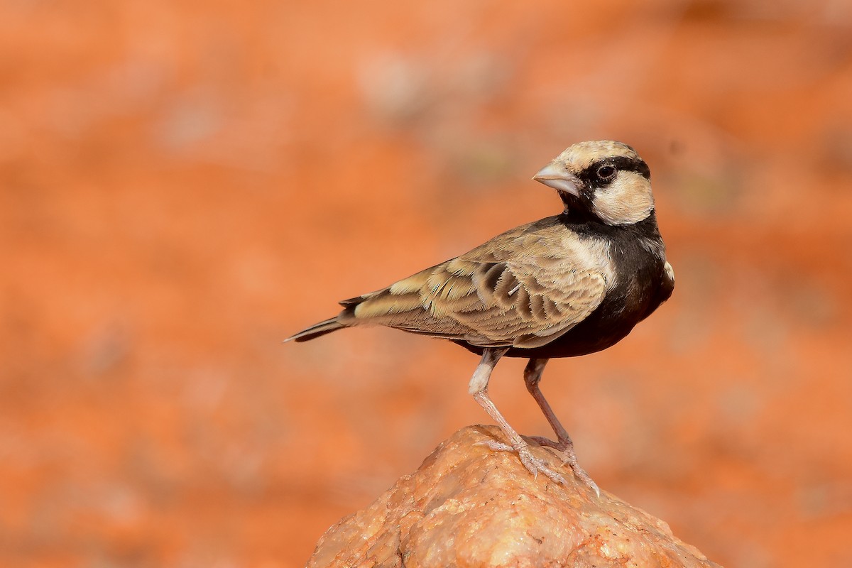 Ashy-crowned Sparrow-Lark - ML619579054
