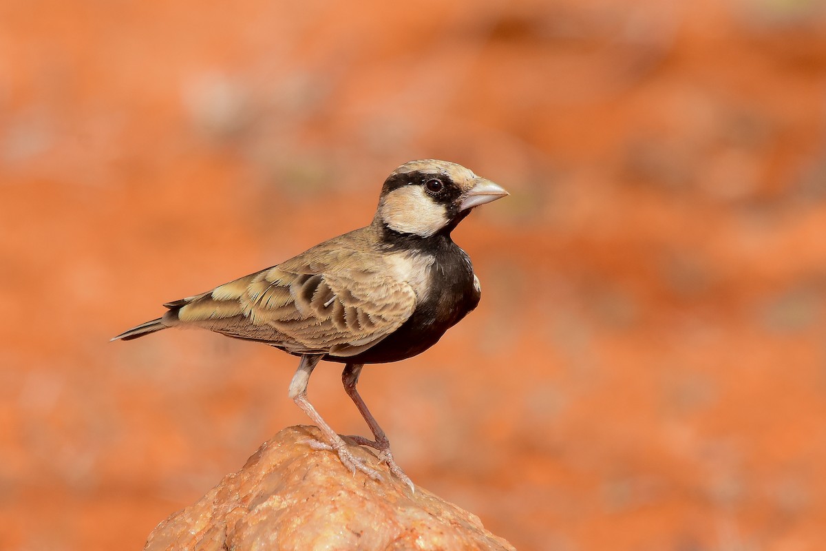 Ashy-crowned Sparrow-Lark - ML619579055