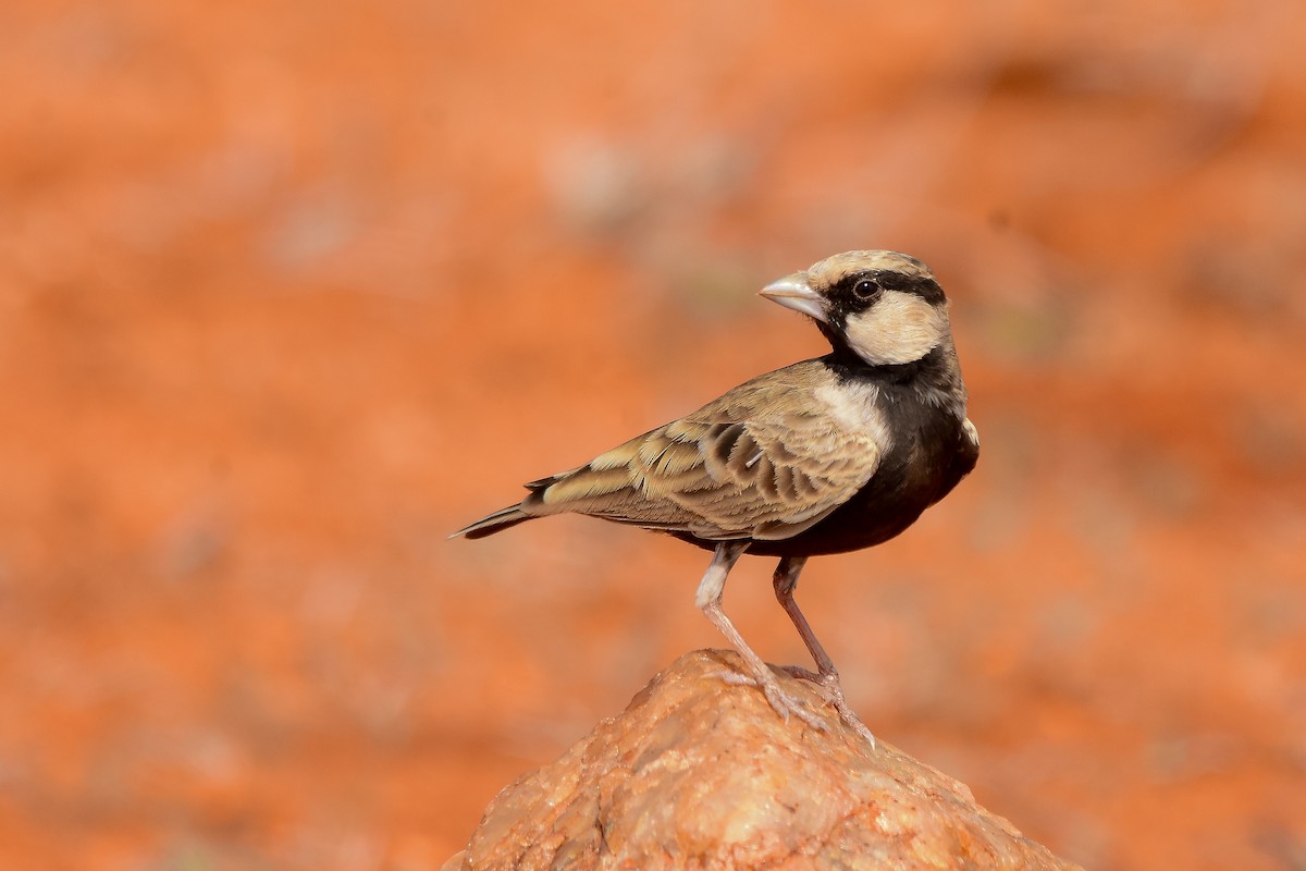 Ashy-crowned Sparrow-Lark - ML619579056