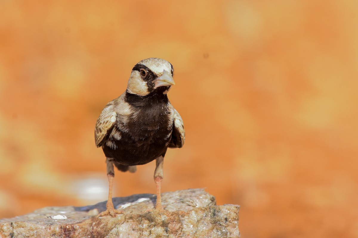 Ashy-crowned Sparrow-Lark - ML619579064