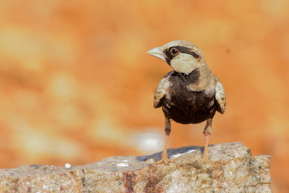 Ashy-crowned Sparrow-Lark - ML619579065