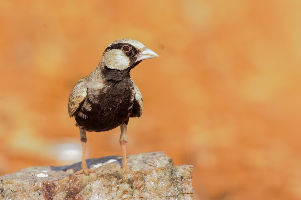 Ashy-crowned Sparrow-Lark - ML619579066