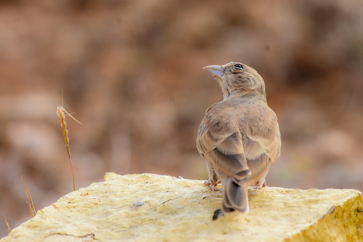 Ashy-crowned Sparrow-Lark - ML619579067