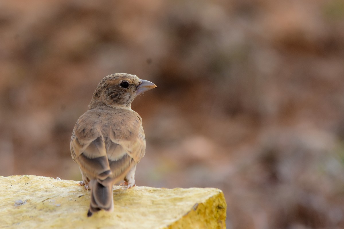 Ashy-crowned Sparrow-Lark - ML619579068