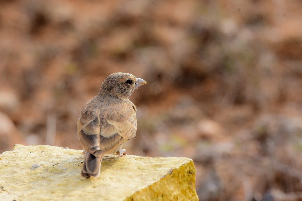 Ashy-crowned Sparrow-Lark - ML619579069