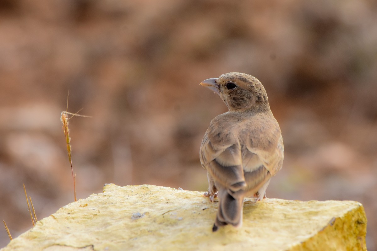 Ashy-crowned Sparrow-Lark - ML619579070