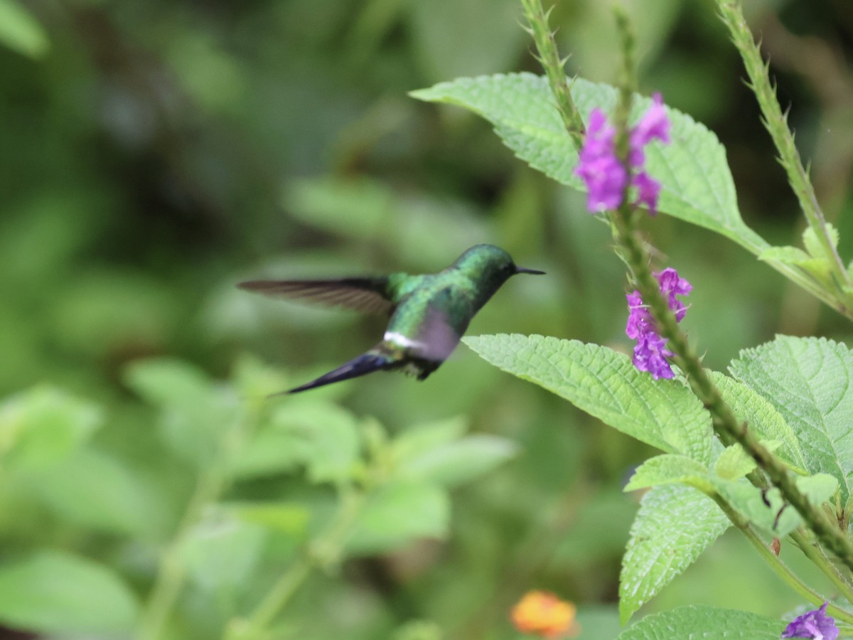 kolibřík trnoocasý - ML619579098