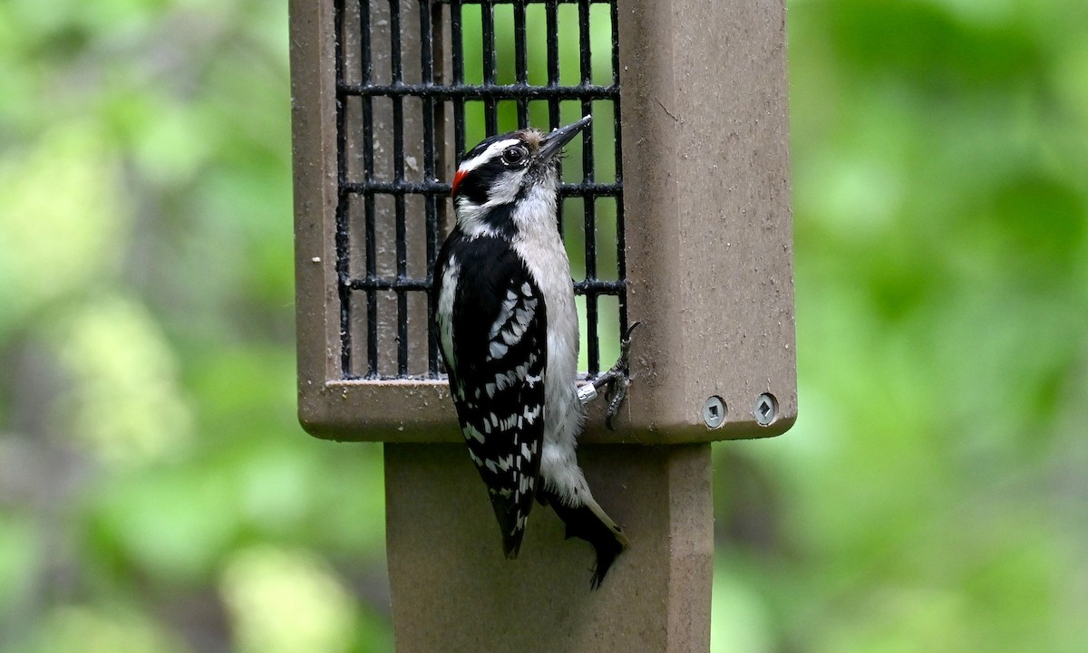 Downy Woodpecker - ML619579113
