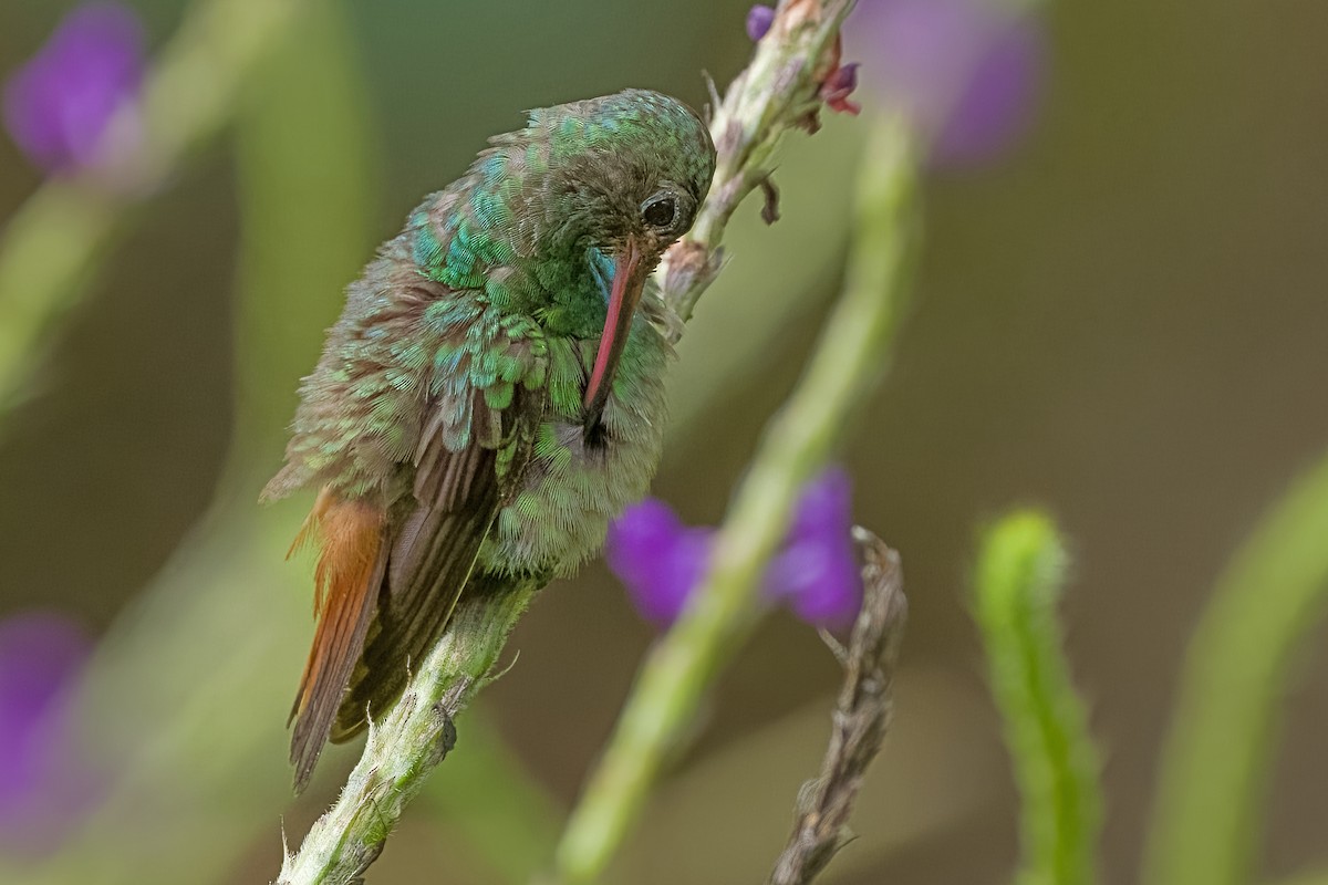 Rufous-tailed Hummingbird - ML619579122