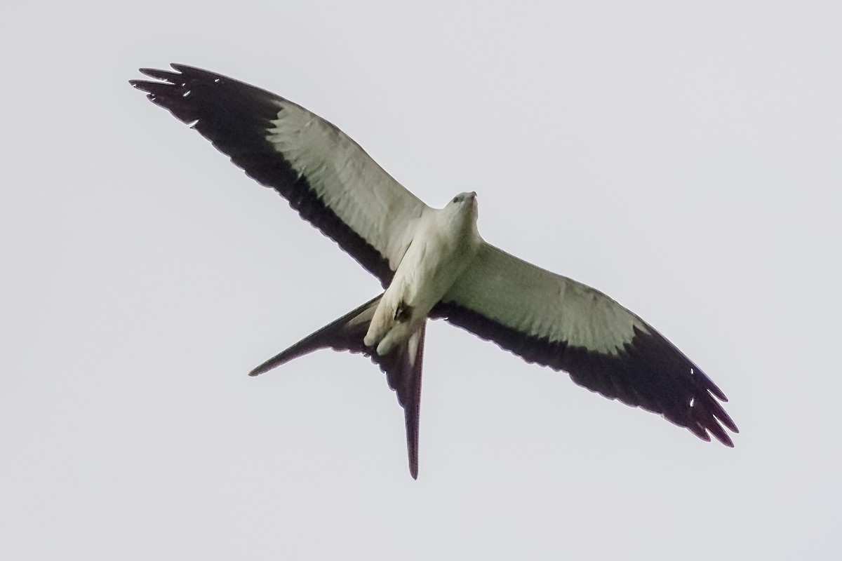 Swallow-tailed Kite - ML619579132