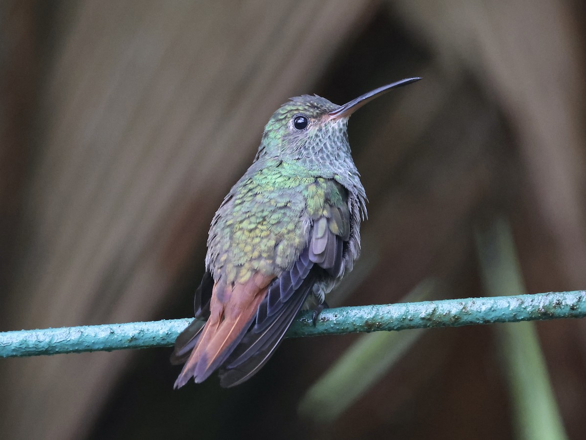 Rufous-tailed Hummingbird - ML619579141