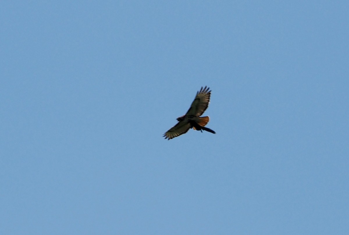 Red-tailed Hawk (borealis) - ML619579162