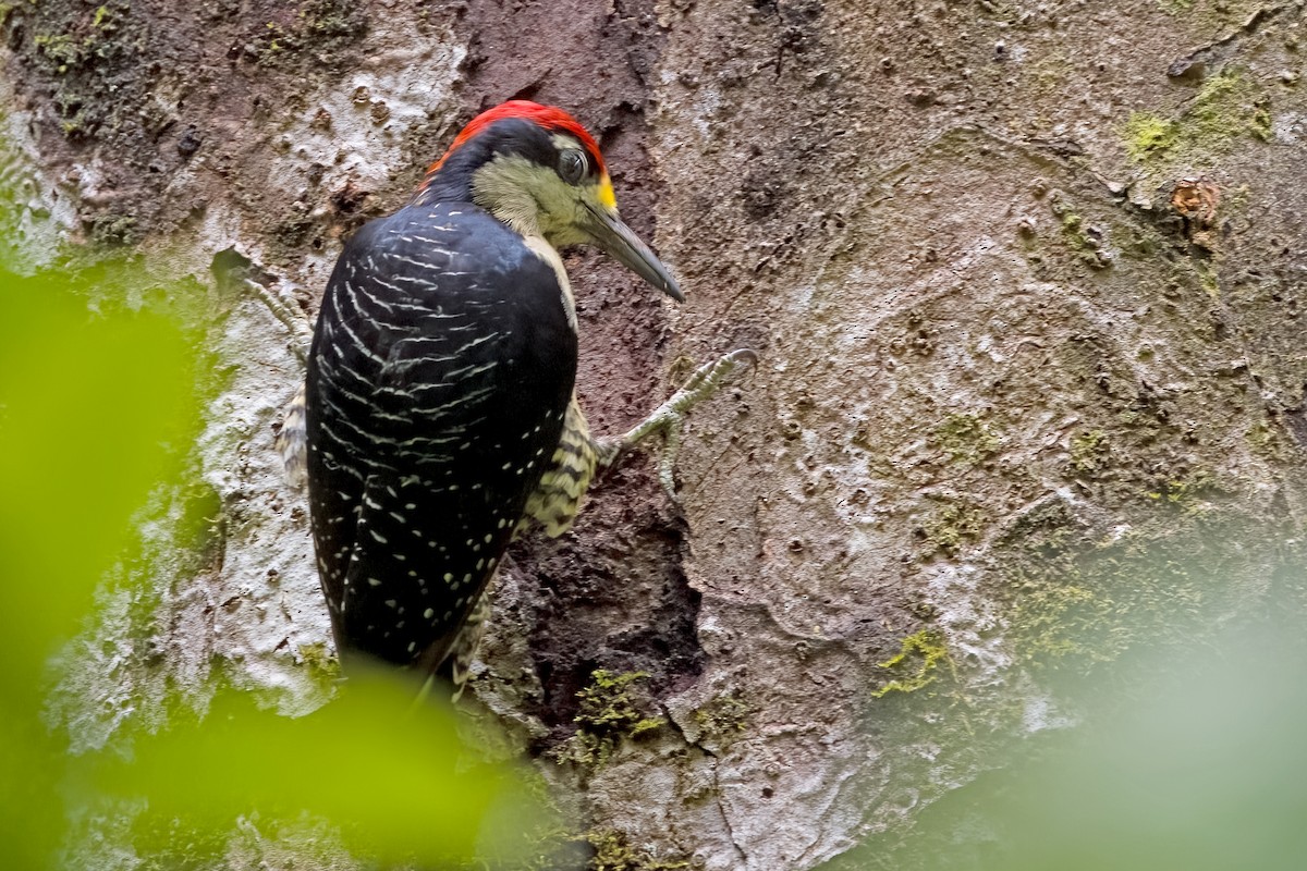 Black-cheeked Woodpecker - ML619579203