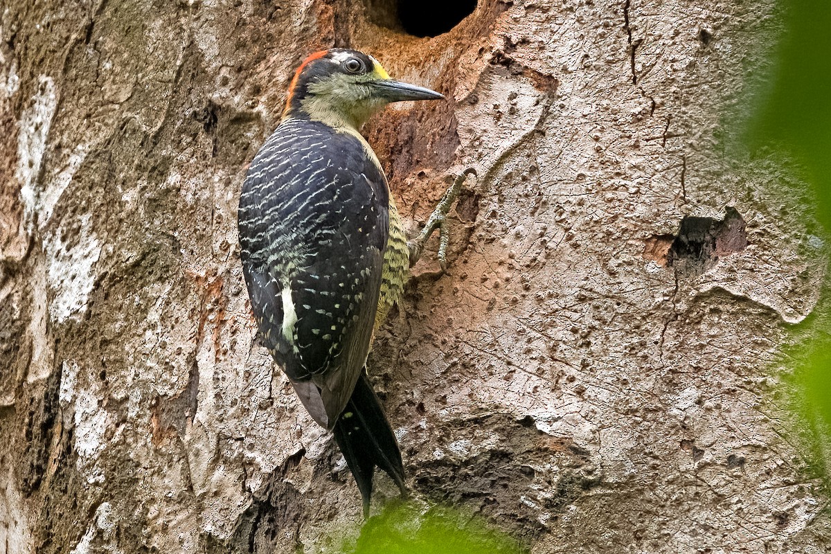 Black-cheeked Woodpecker - ML619579204