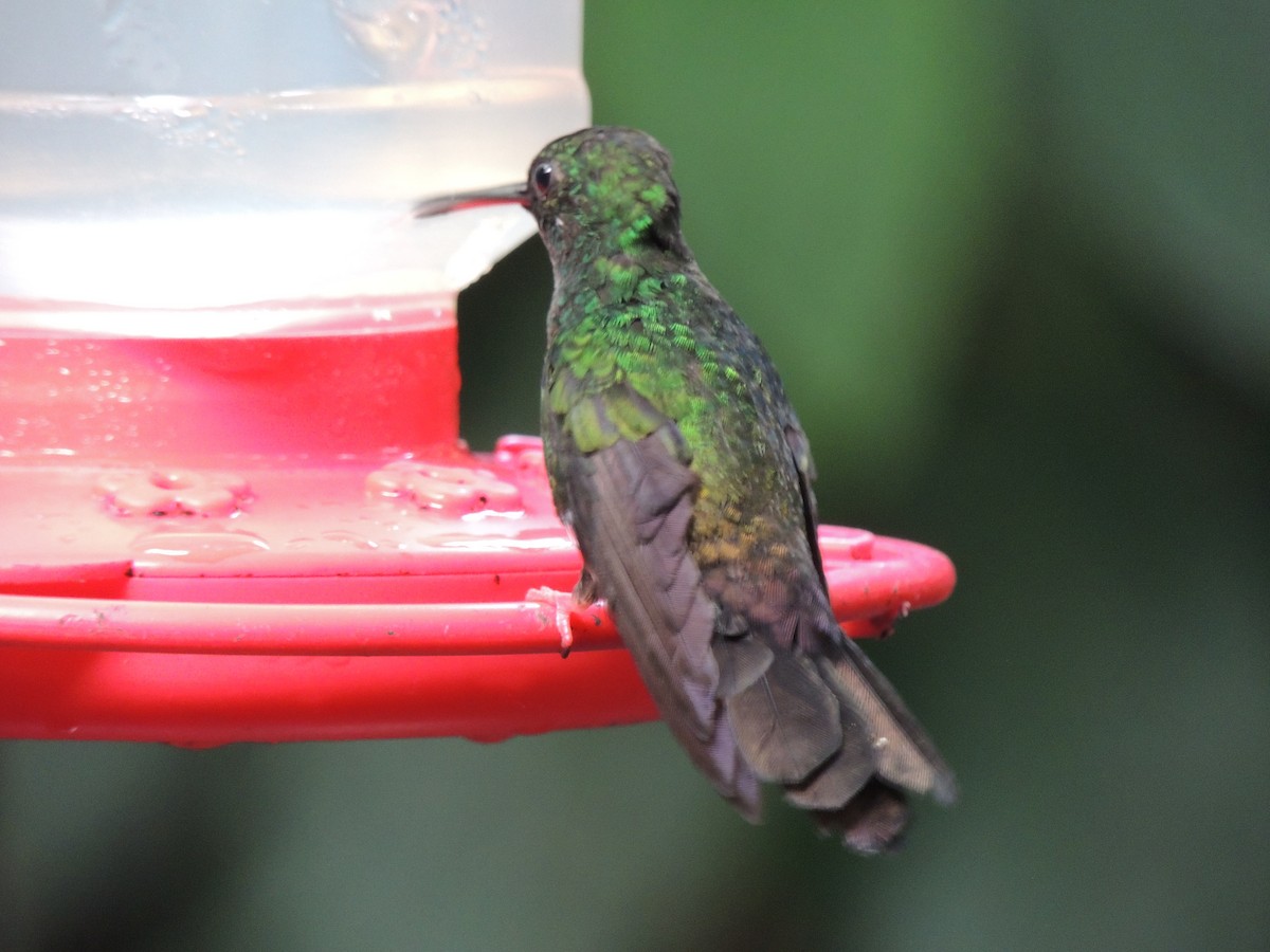 kolibřík křivozobý - ML619579258