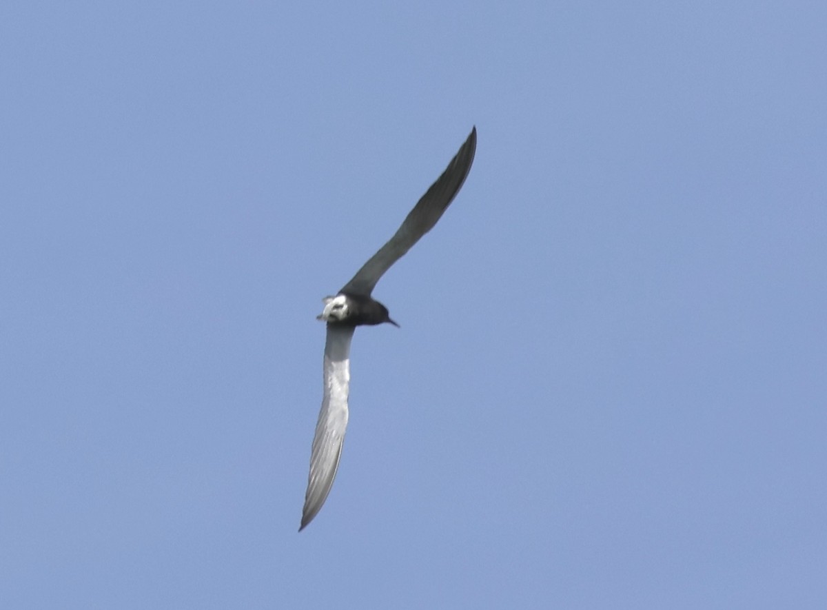 Black Tern - ML619579267