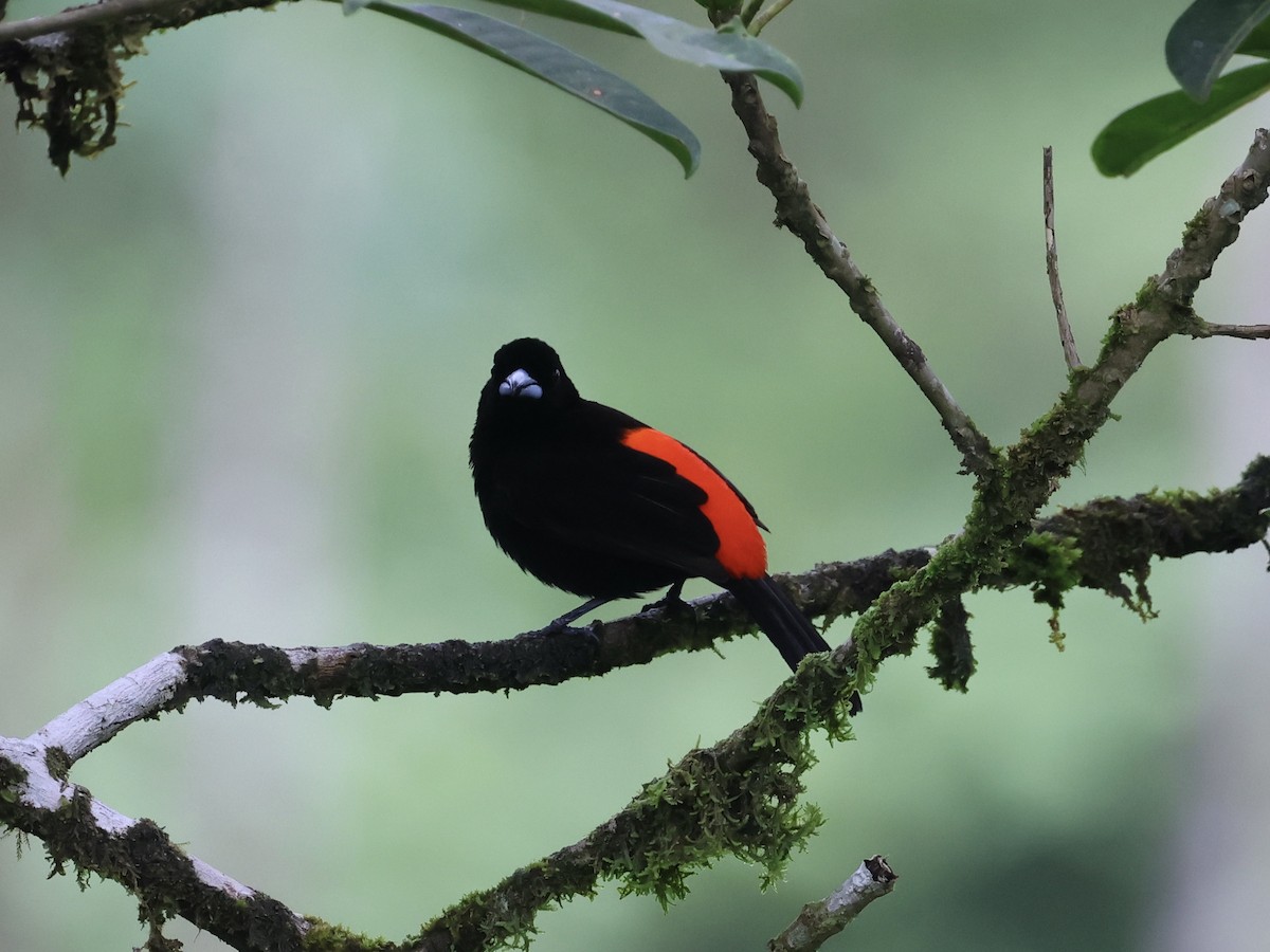 Scarlet-rumped Tanager - ML619579268