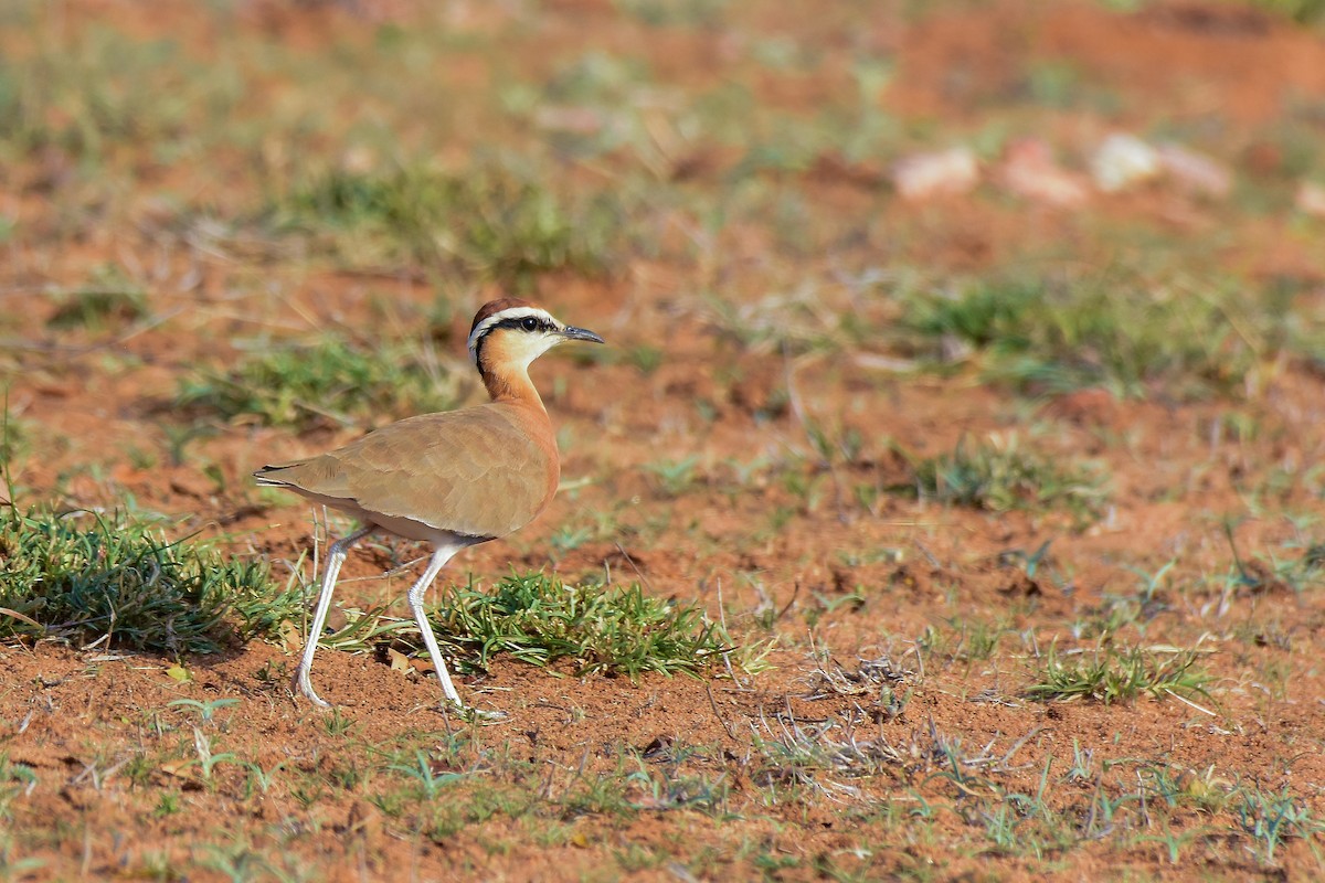 Indian Courser - ML619579272