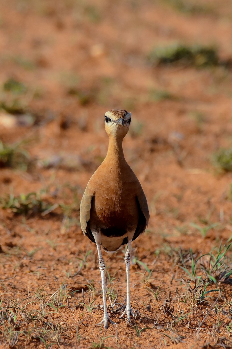 Indian Courser - ML619579273
