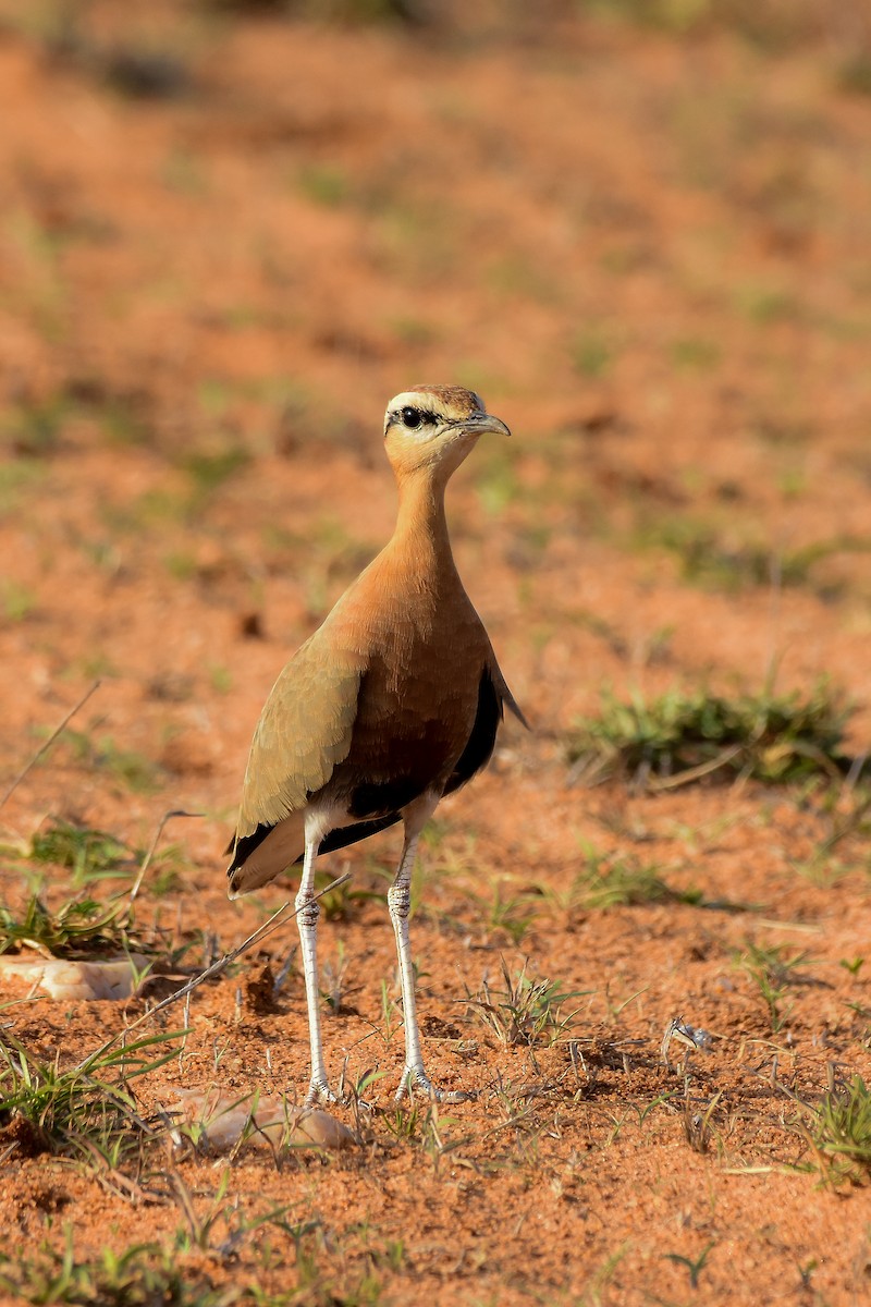 Indian Courser - ML619579274