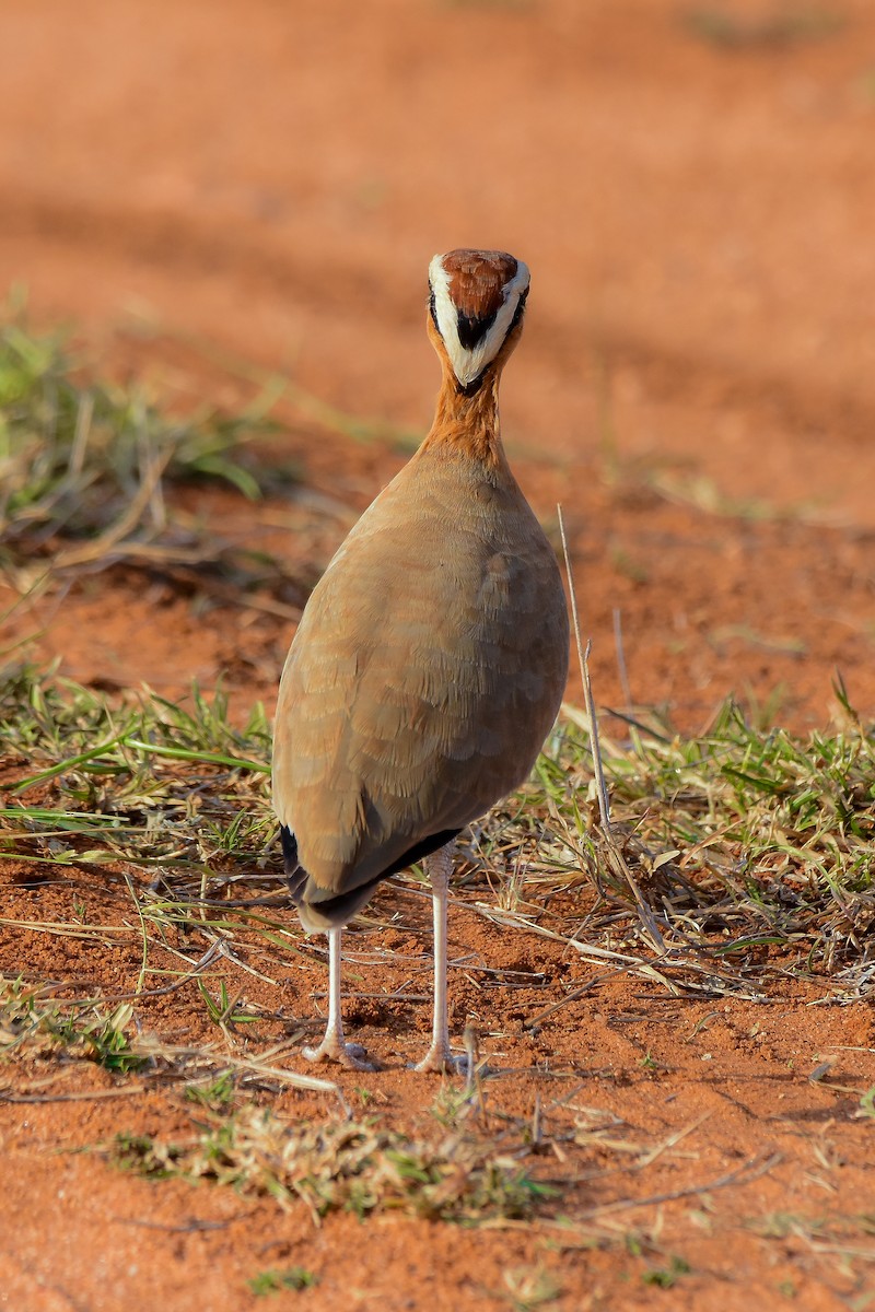 Indian Courser - ML619579275