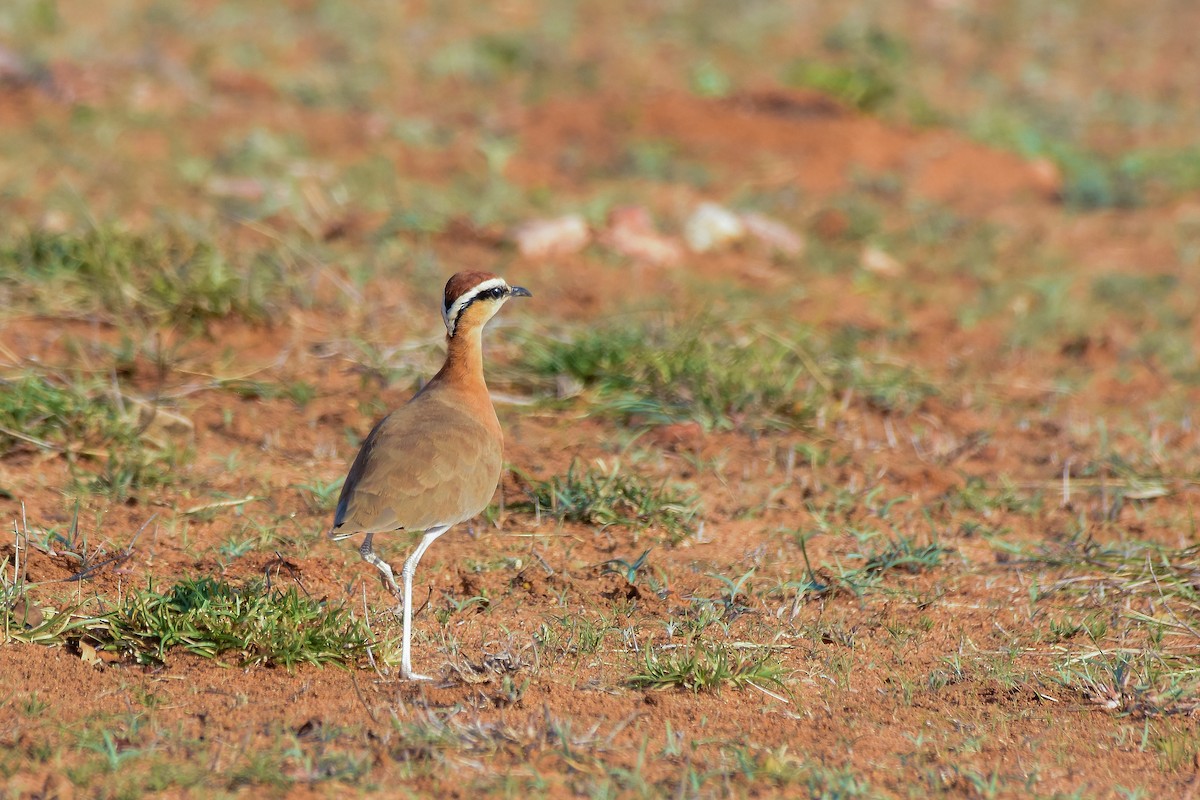 Indian Courser - ML619579276