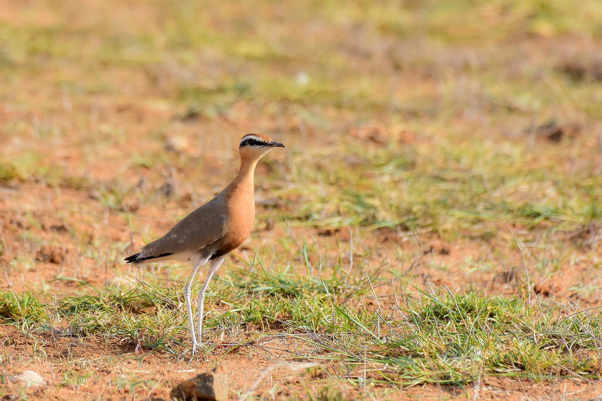Indian Courser - ML619579278