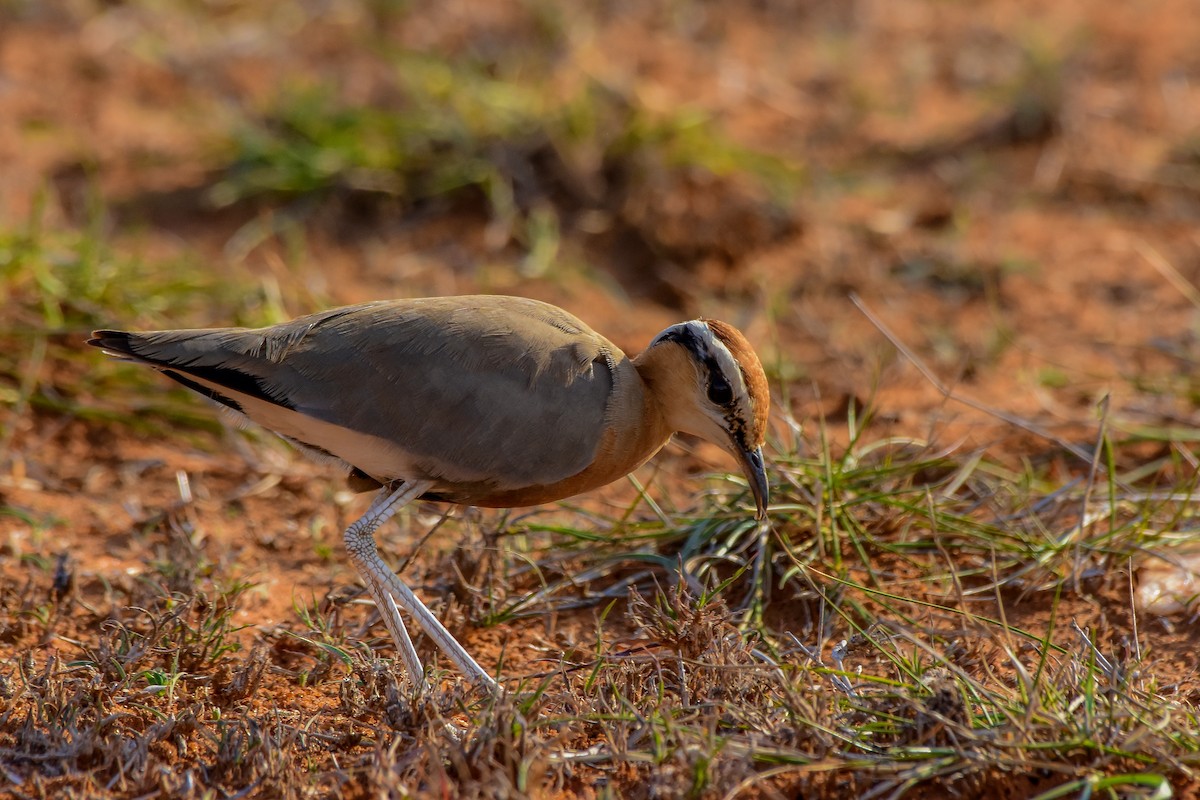 Indian Courser - ML619579282