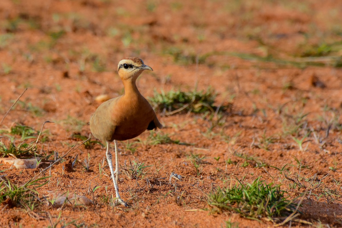 Indian Courser - ML619579283