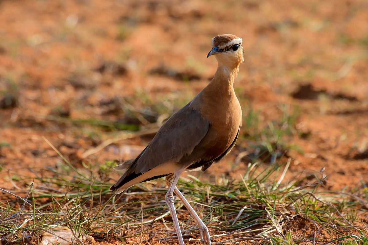 Indian Courser - ML619579284