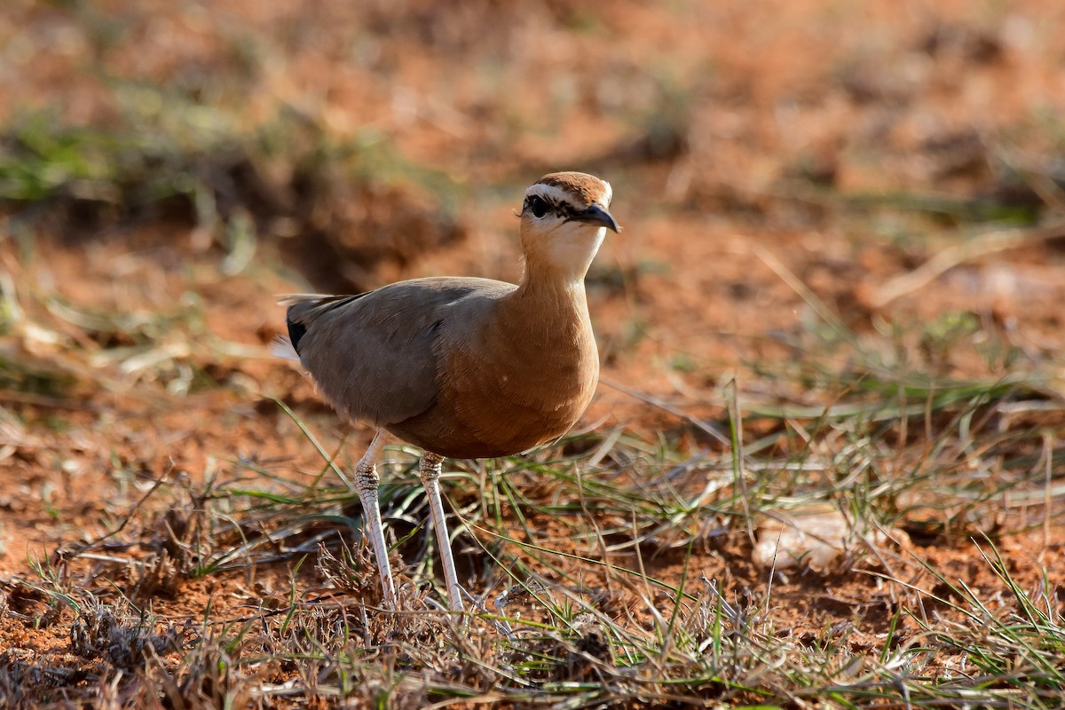 Indian Courser - ML619579287