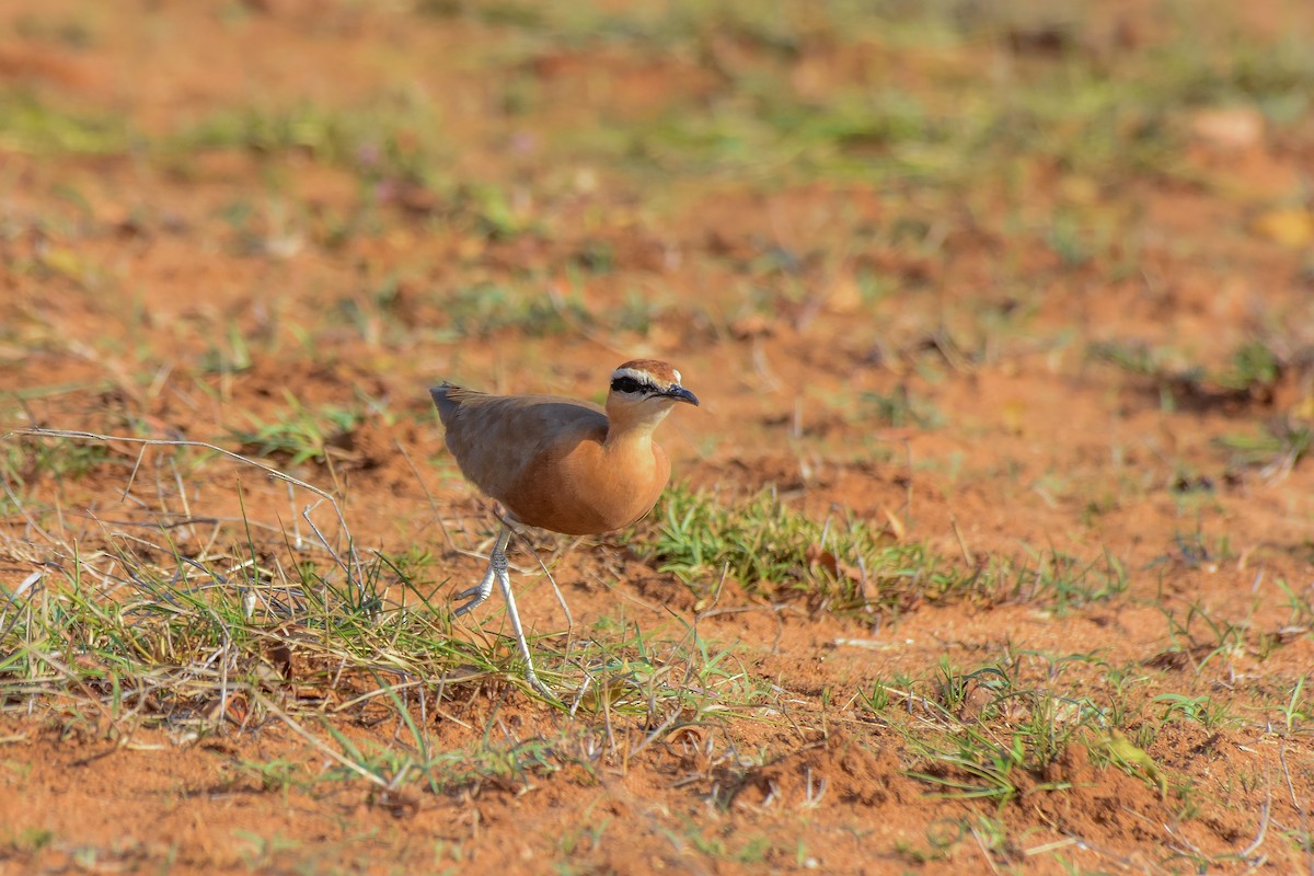 Indian Courser - ML619579288