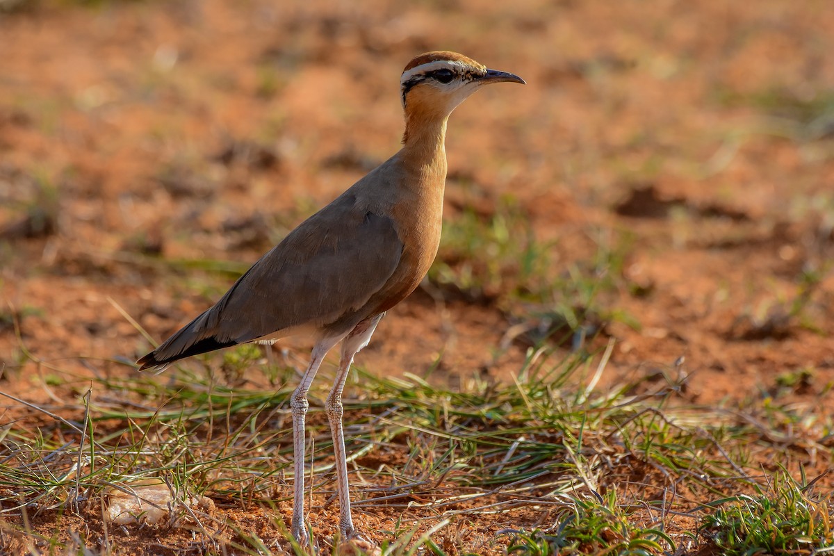 Indian Courser - ML619579289