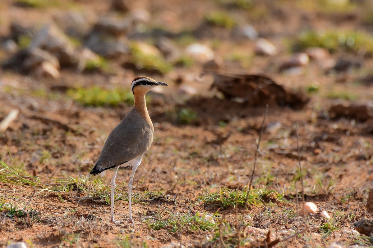 Indian Courser - ML619579290