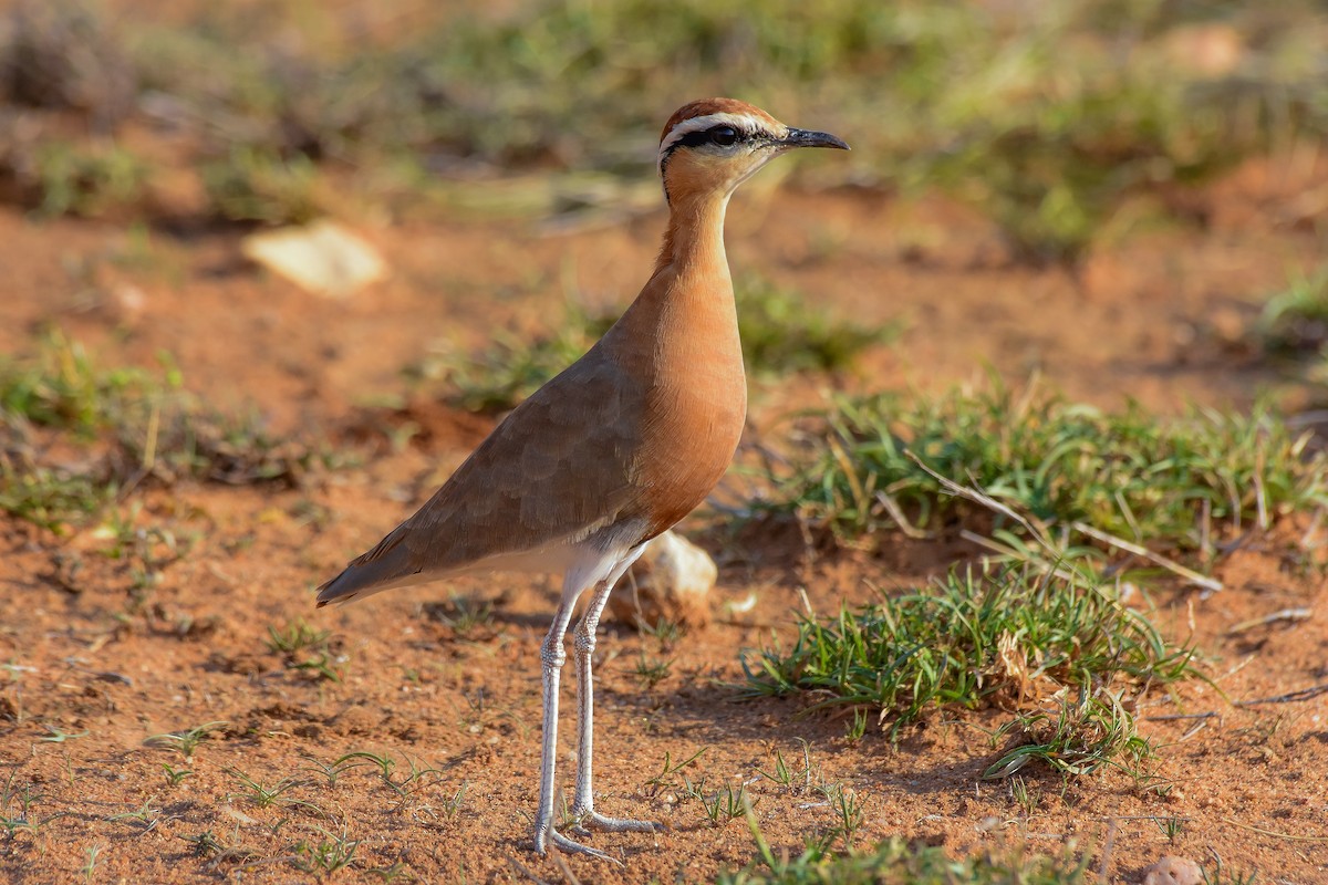 Indian Courser - ML619579293
