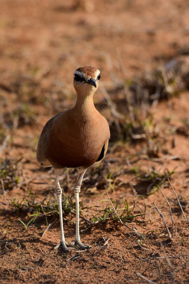 Indian Courser - ML619579294