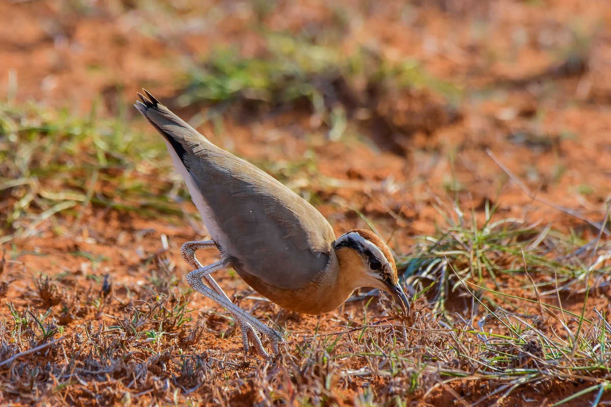 Indian Courser - ML619579296