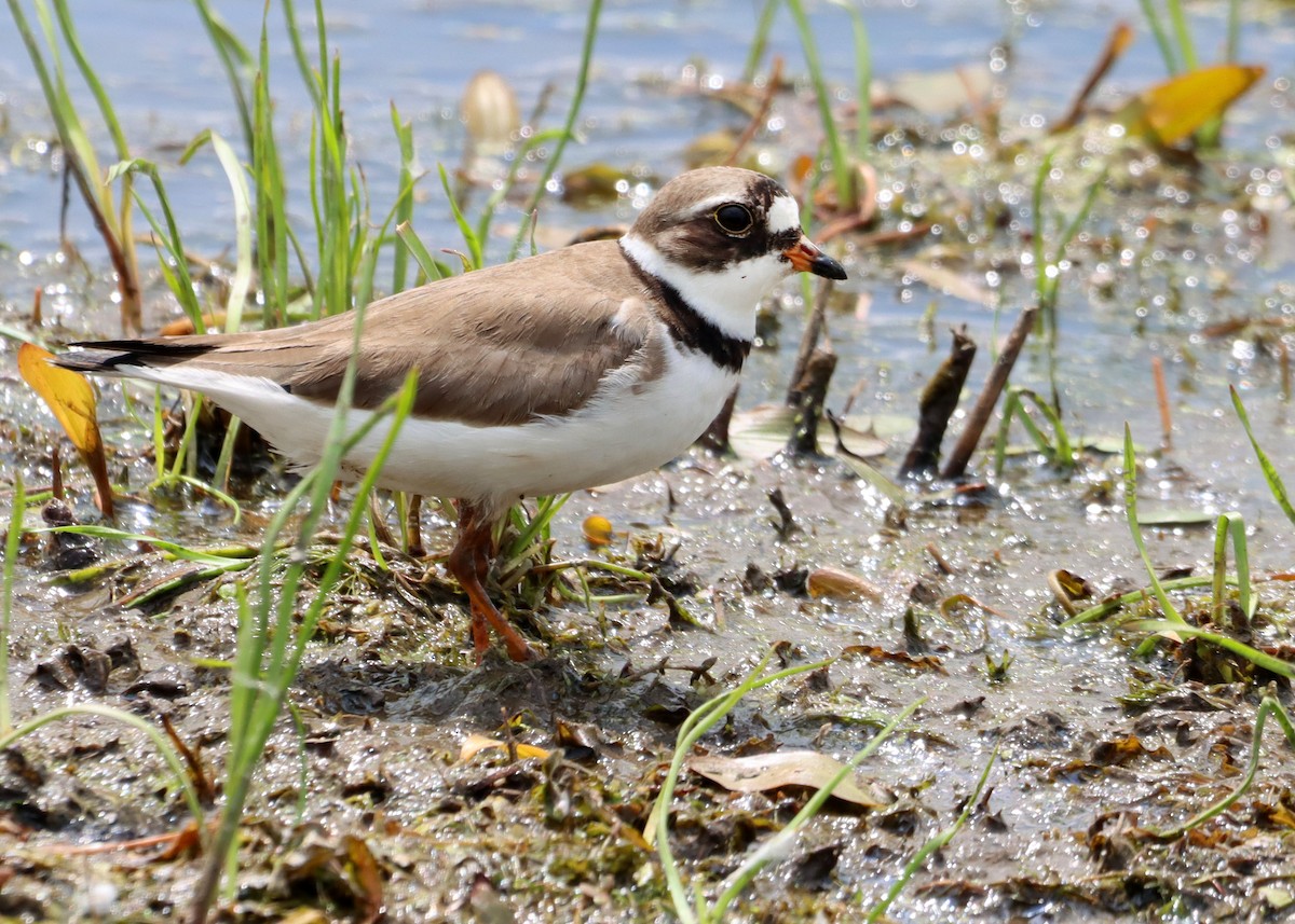 Semipalmated Plover - ML619579310