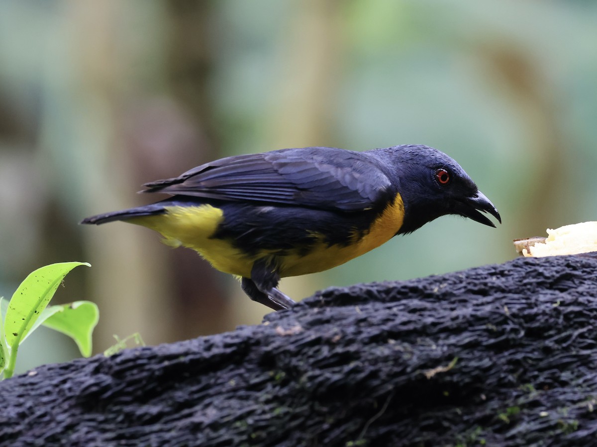 Blue-and-gold Tanager - ML619579316