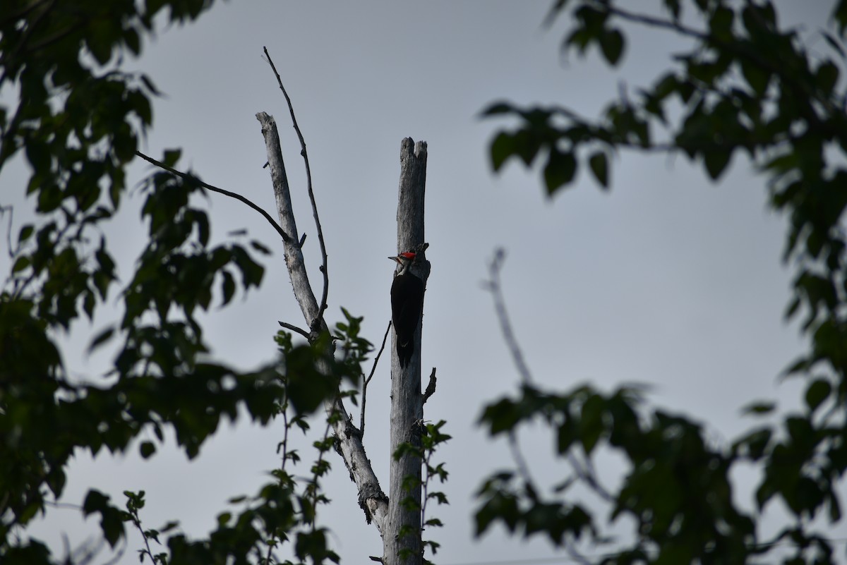 Pileated Woodpecker - ML619579317