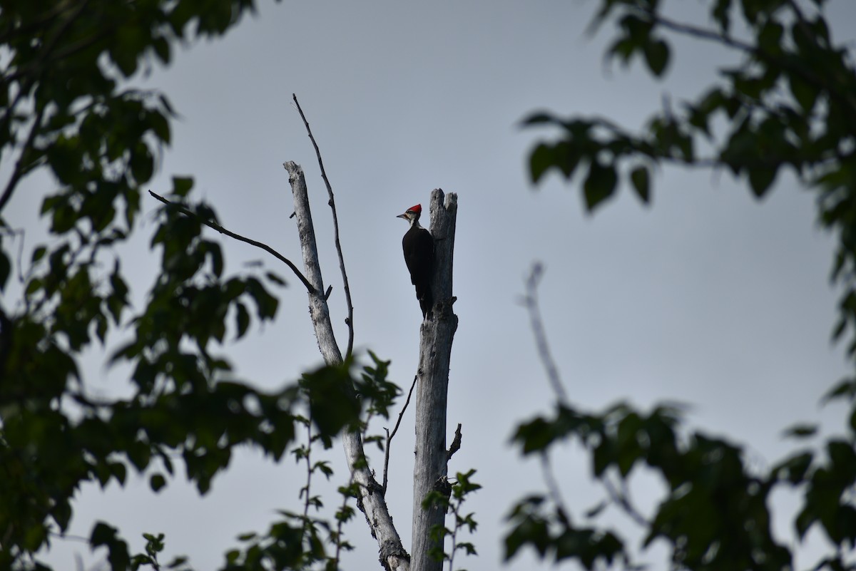 Pileated Woodpecker - ML619579318