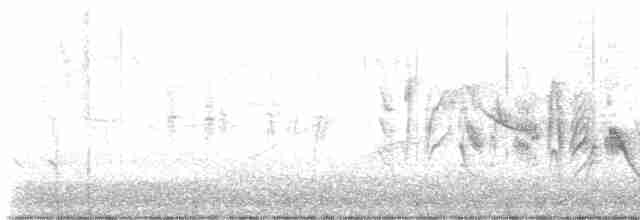 Braunaugenvireo (pusillus) - ML619579319