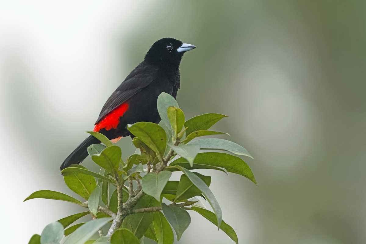 Scarlet-rumped Tanager - ML619579388