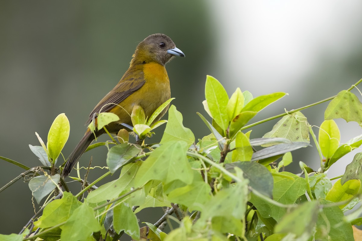 Scarlet-rumped Tanager - ML619579389