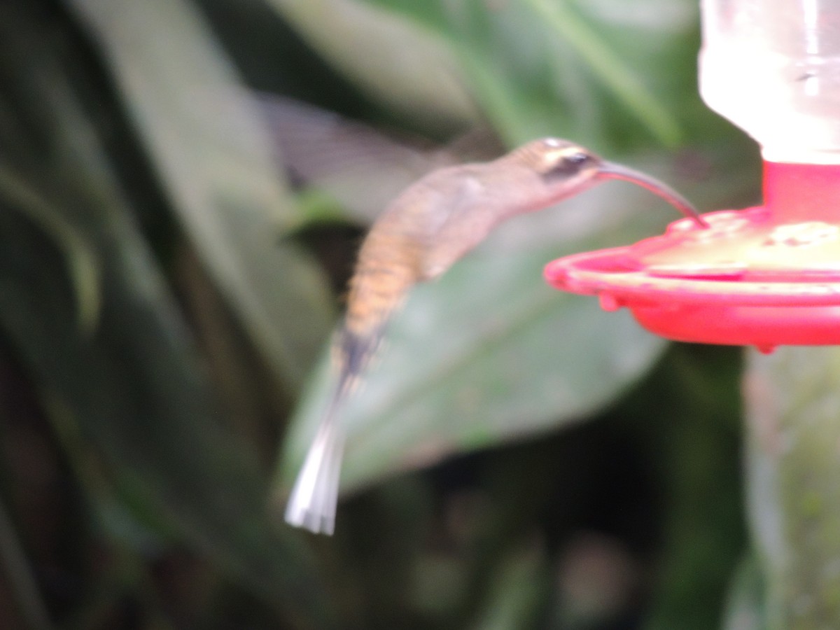 Длинноклювый колибри-отшельник - ML619579396
