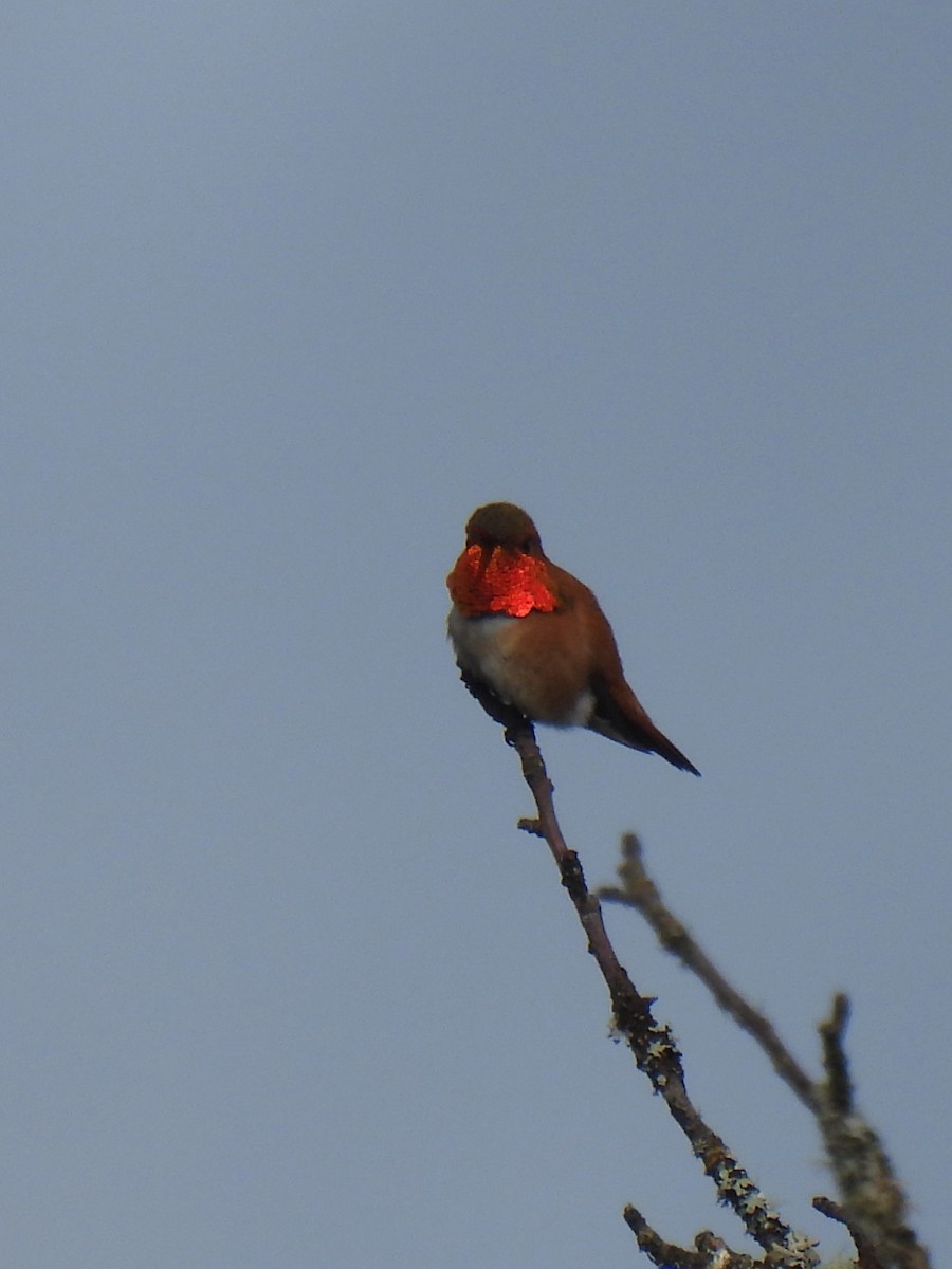 Rufous Hummingbird - ML619579404