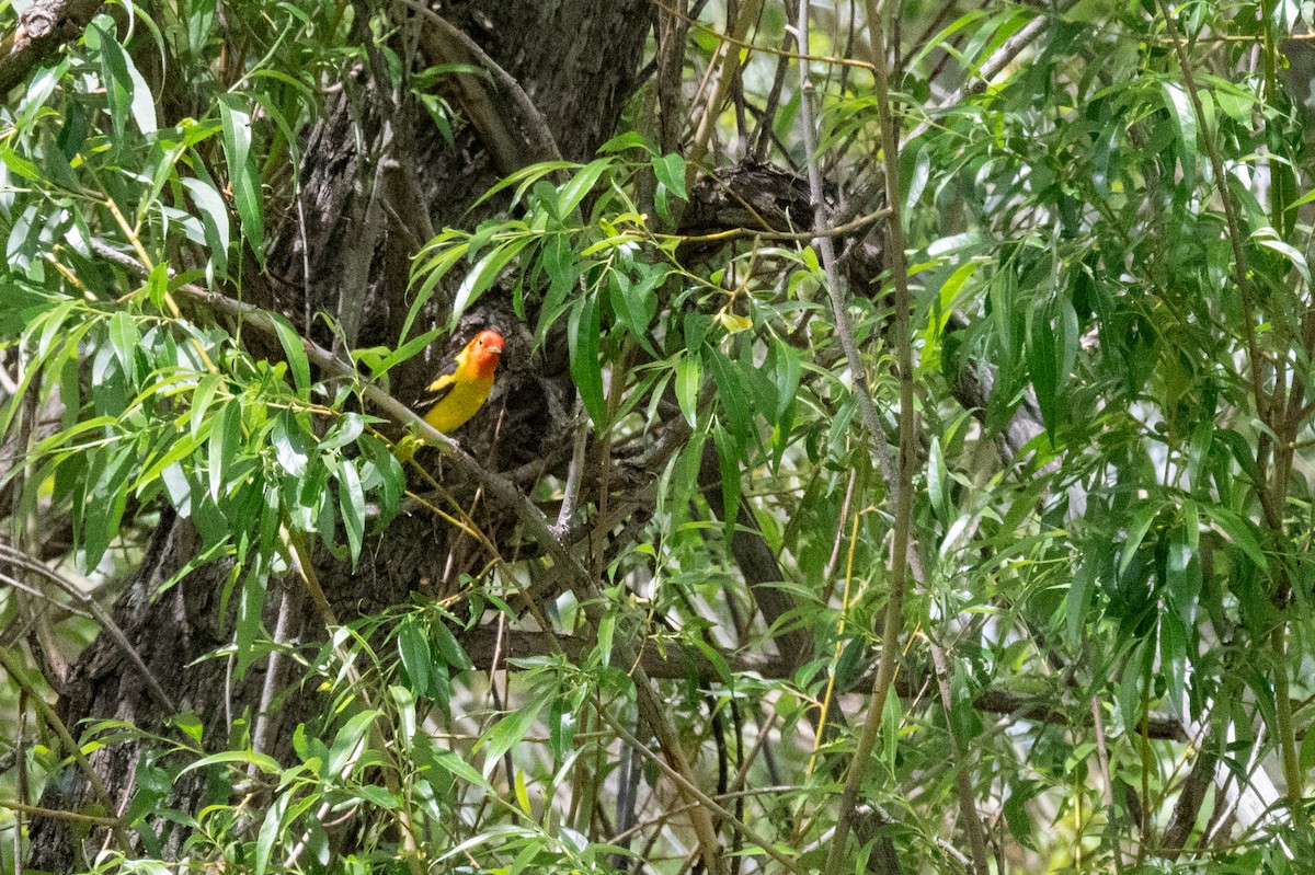Western Tanager - ML619579418